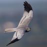 Albanella minore - Montagu's harrier (Circus pygargus)