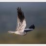 Albanella minore -  Montagu's harrier (Circus pygargus)