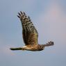 Albanella Reale - Hen Harrier (Circus cyaneus)