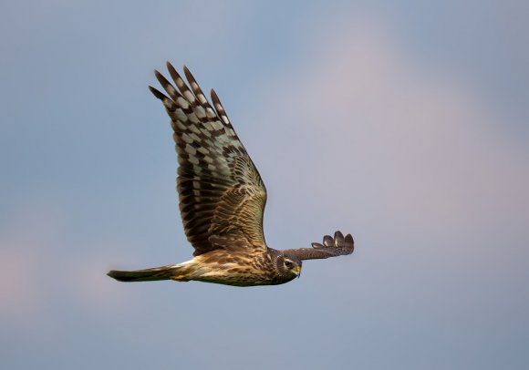 Albanella Reale - Hen Harrier (Circus cyaneus)