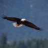 Aquila testa bianca - Bald Eagle (Haliaeetus leucocephalus)