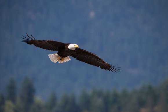 Aquila testa bianca - Bald Eagle (Haliaeetus leucocephalus)