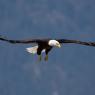 Aquila testa bianca - Bald Eagle (Haliaeetus leucocephalus)