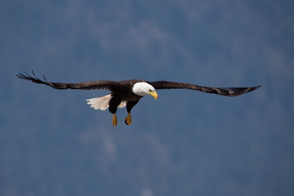 Aquila testa bianca - Bald Eagle (Haliaeetus leucocephalus)