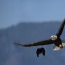 Aquila testa bianca - Bald Eagle (Haliaeetus leucocephalus)