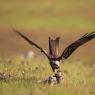 Nibbio bruno - Black kite (Milvus migrans)