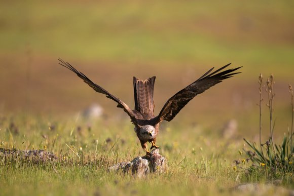 Nibbio bruno - Black kite (Milvus migrans)