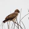 Biancone - Short-toed snake eagle (Circaetus gallicus)