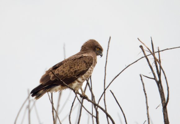 Biancone - Short-toed snake eagle (Circaetus gallicus)