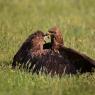 Nibbio bruno - Black kite (Milvus migrans)