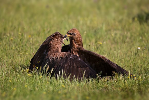 Nibbio bruno - Black kite (Milvus migrans)