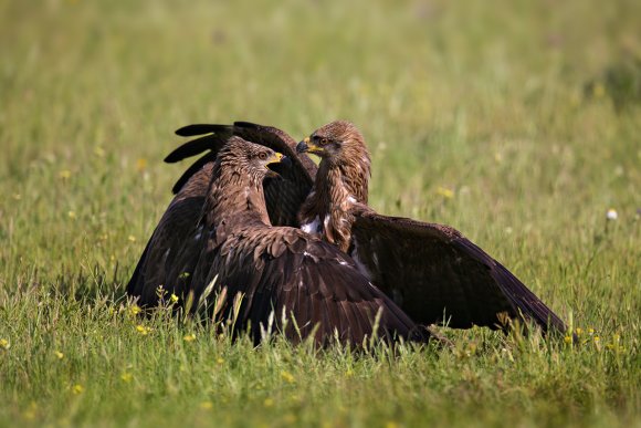 Nibbio bruno - Black kite (Milvus migrans)