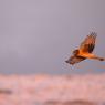 Albanella reale - Hen Harrier (Circus cyaneus)