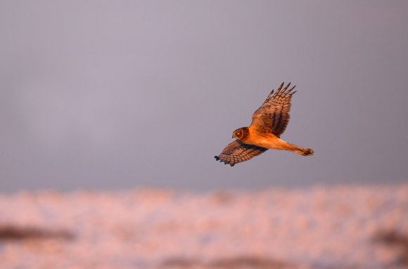 Albanella reale - Hen Harrier (Circus cyaneus)