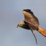 Nibbio reale - Red kite (Milvus milvus)