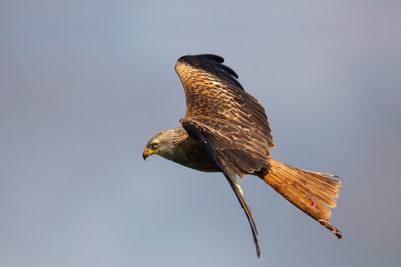Nibbio reale - Red kite (Milvus milvus)