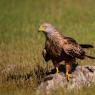 Nibbio reale - Red kite (Milvus milvus)