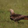 Nibbio reale - Red kite (Milvus milvus)