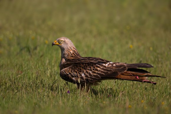 Nibbio reale - Red kite (Milvus milvus)