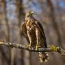 Astore - Goshawk (Accipiter gentilis)