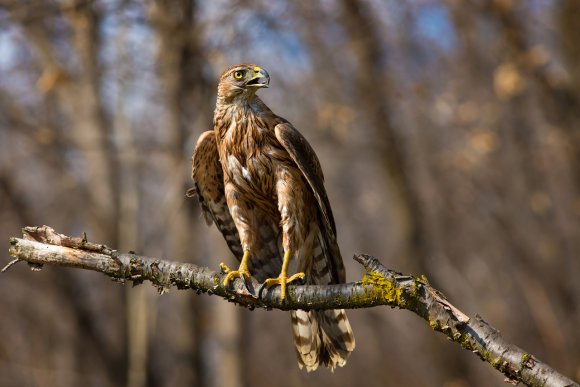 Astore - Goshawk (Accipiter gentilis)