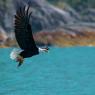 Aquila testa bianca - Bald Eagle (Haliaeetus leucocephalus)