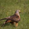 Nibbio reale - Red kite (Milvus milvus)