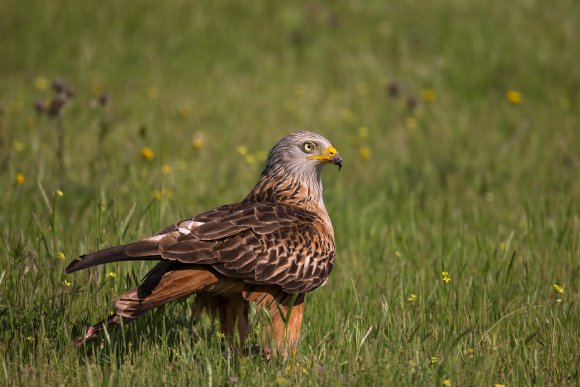 Nibbio reale - Red kite (Milvus milvus)