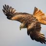 Nibbio reale - Red kite (Milvus milvus)