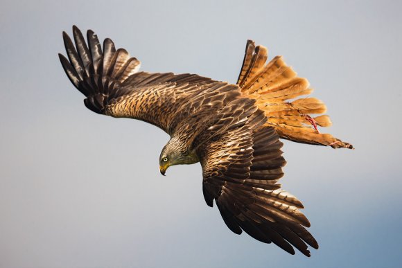Nibbio reale - Red kite (Milvus milvus)