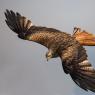 Nibbio reale - Red kite (Milvus milvus)
