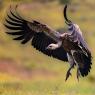 Grifone - Griffon vulture (Gyps fulvus)