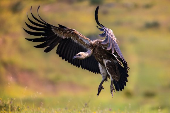 Grifone - Griffon vulture (Gyps fulvus)