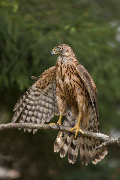 Astore - Goshawk (Accipiter gentilis)