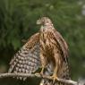 Astore - Goshawk (Accipiter gentilis)