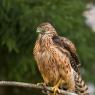 Astore - Goshawk (Accipiter gentilis)