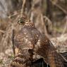 Astore - Goshawk (Accipiter gentilis)