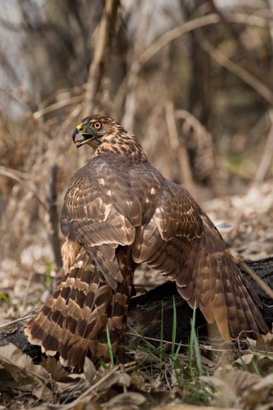 Astore - Goshawk (Accipiter gentilis)