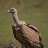 Grifone - Griffon vulture (Gyps fulvus)