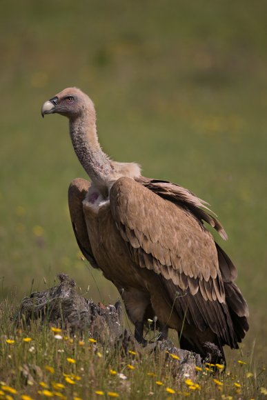 Grifone - Griffon vulture (Gyps fulvus)