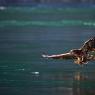 Aquila testa bianca - Bald Eagle (Haliaeetus leucocephalus)