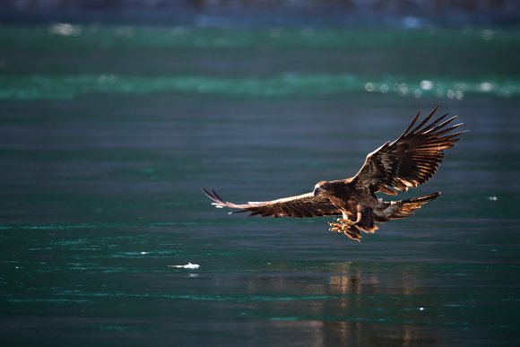 Aquila testa bianca - Bald Eagle (Haliaeetus leucocephalus)