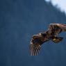 Aquila testa bianca - Bald Eagle (Haliaeetus leucocephalus)