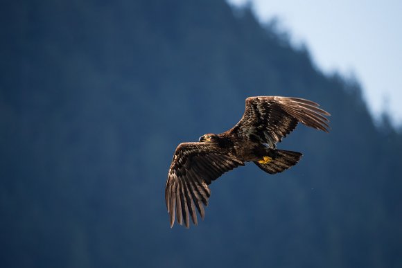 Aquila testa bianca - Bald Eagle (Haliaeetus leucocephalus)