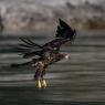 Aquila testa bianca - Bald Eagle (Haliaeetus leucocephalus)