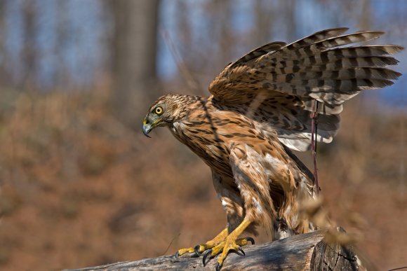 Astore - Goshawk (Accipiter gentilis)