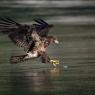 Aquila testa bianca - Bald Eagle (Haliaeetus leucocephalus)