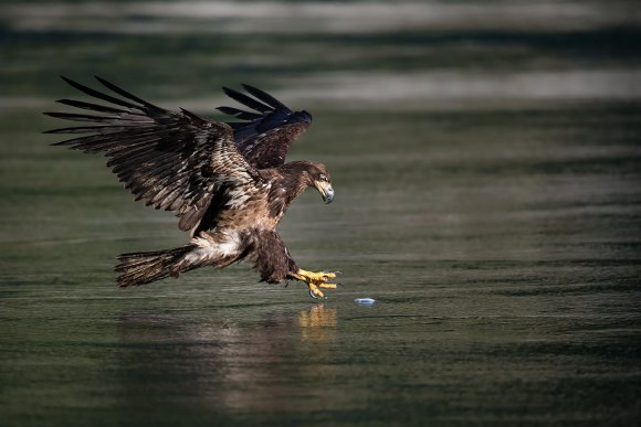 Aquila testa bianca - Bald Eagle (Haliaeetus leucocephalus)