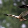 Falco di palude - Marsh Harrier (Circus aeruginosus)