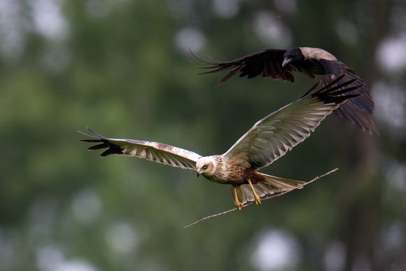 Falco di palude - Marsh Harrier (Circus aeruginosus)